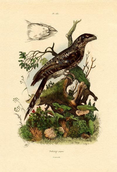 Papuan Frogmouth by French School